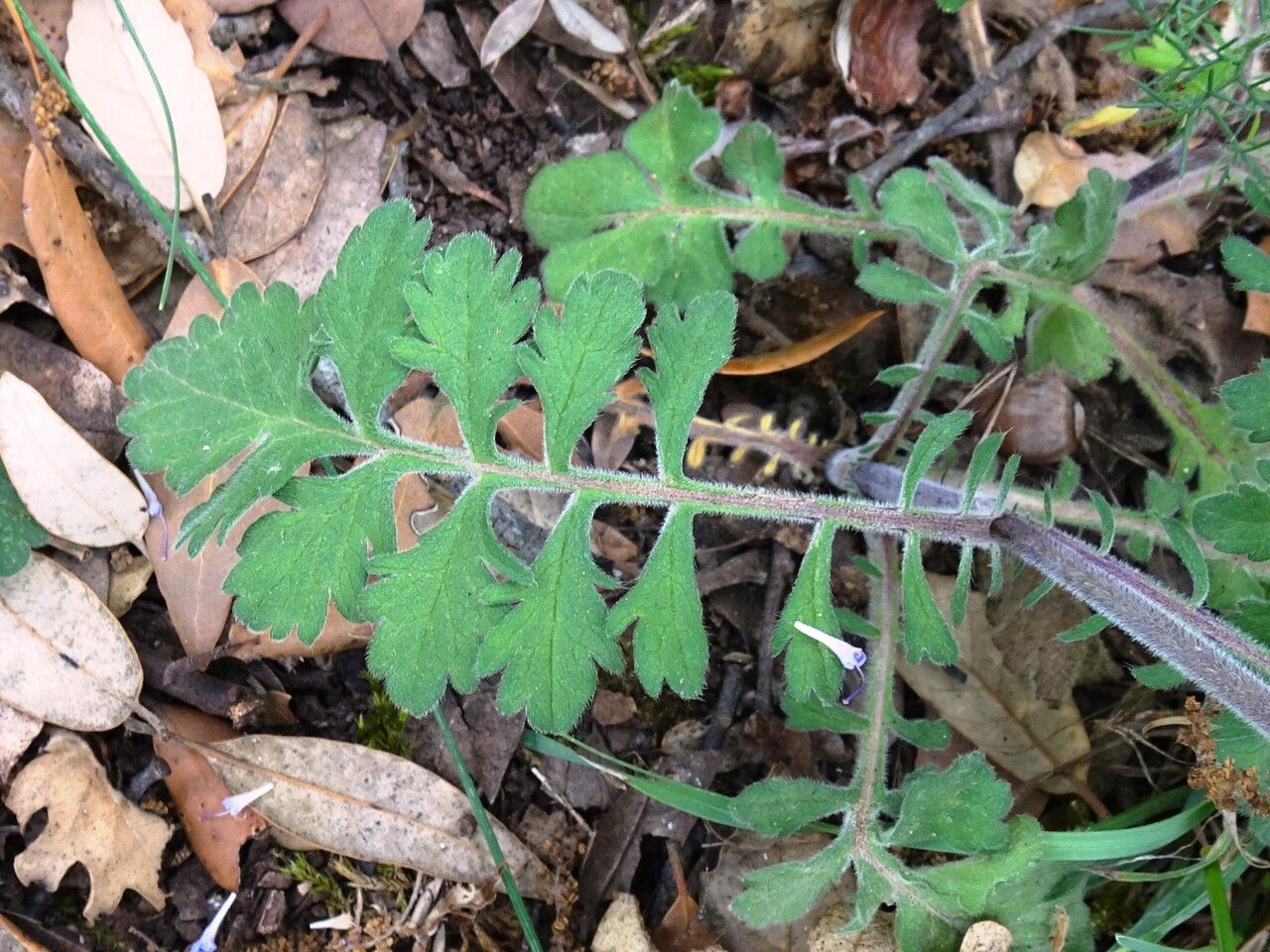 Scabiosa cinerea leaf