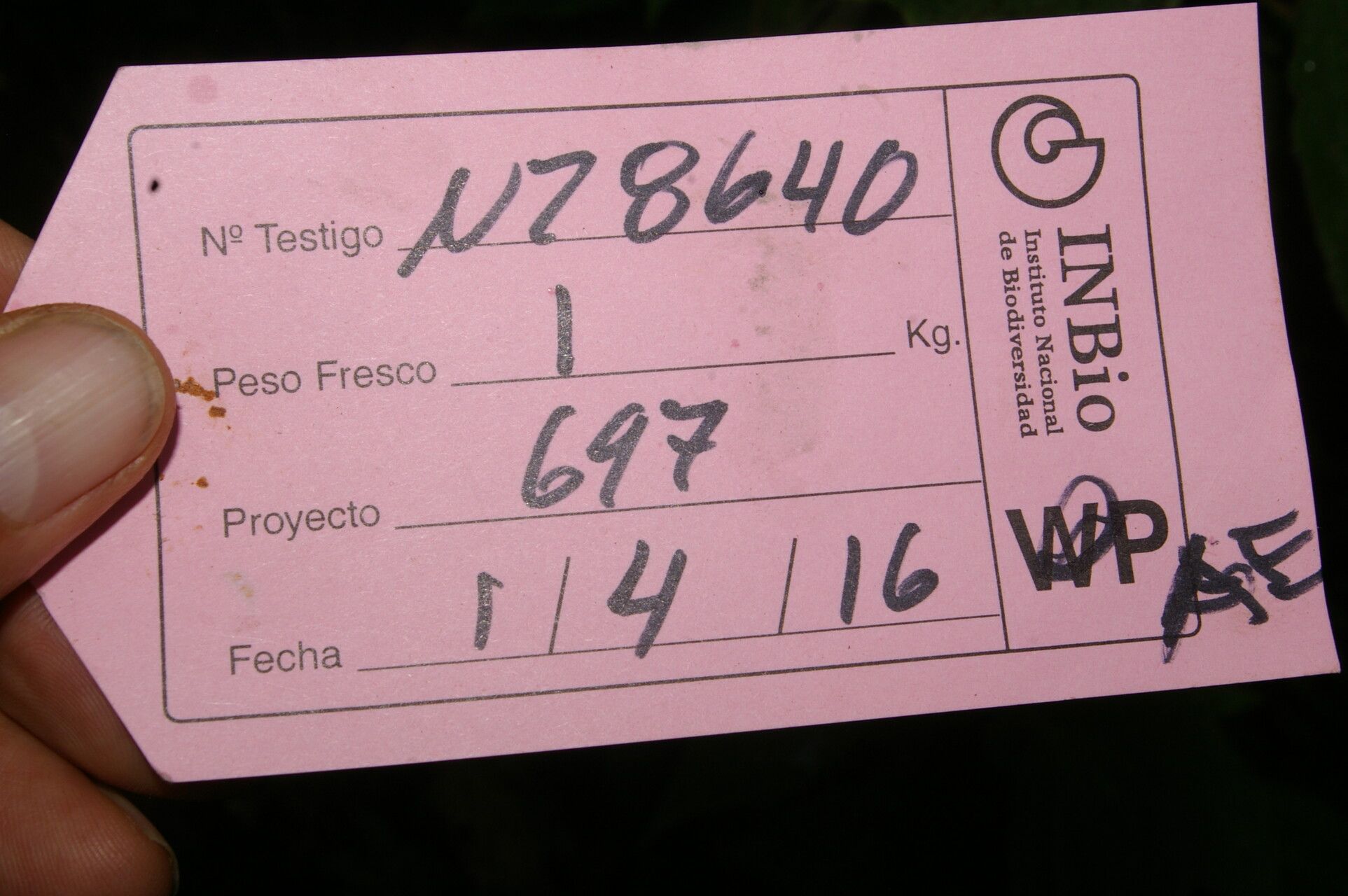 Miconia costaricensis other