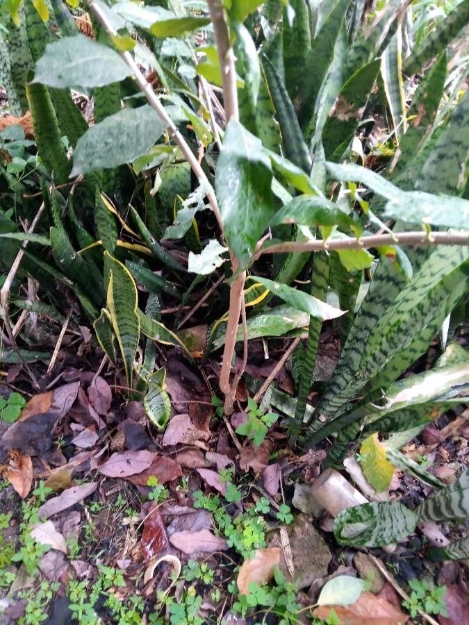 Bridelia micrantha bark