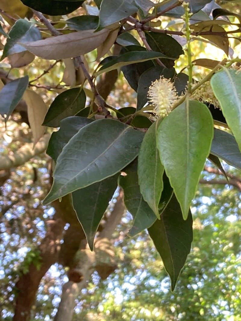 Castanopsis sieboldii — search result for 'Castanopsis'