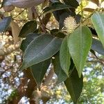 Castanopsis sieboldii