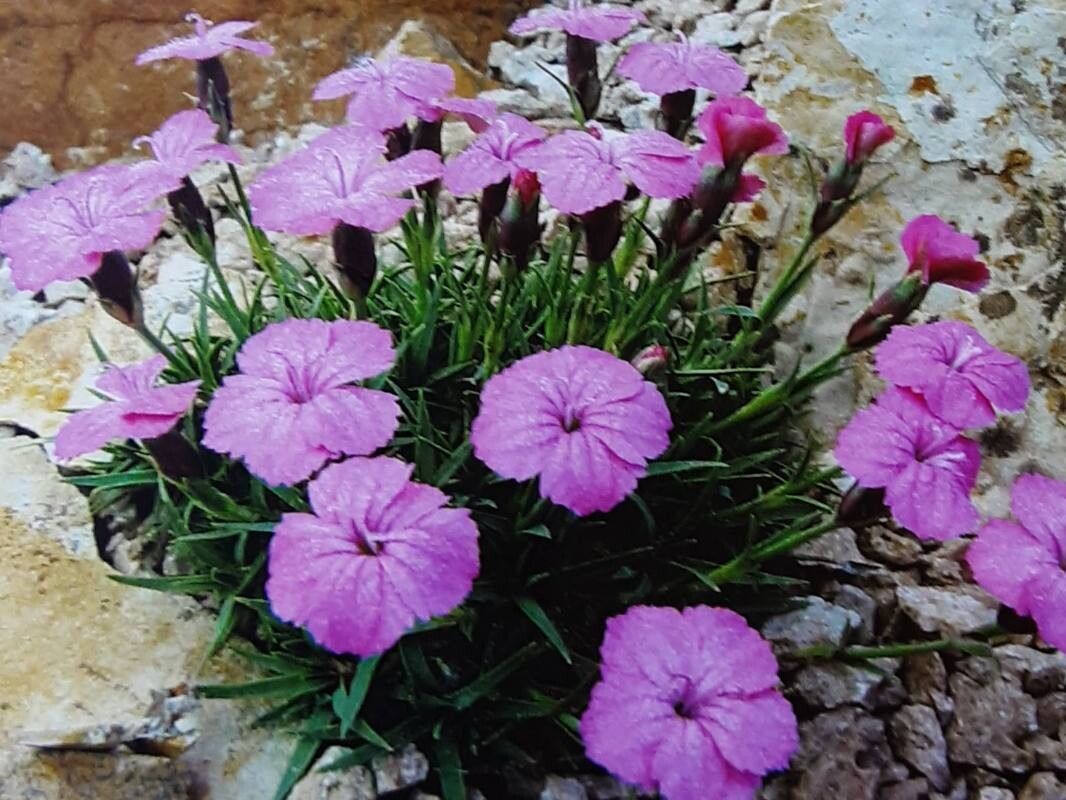 Dianthus simulans — houseplant care guide