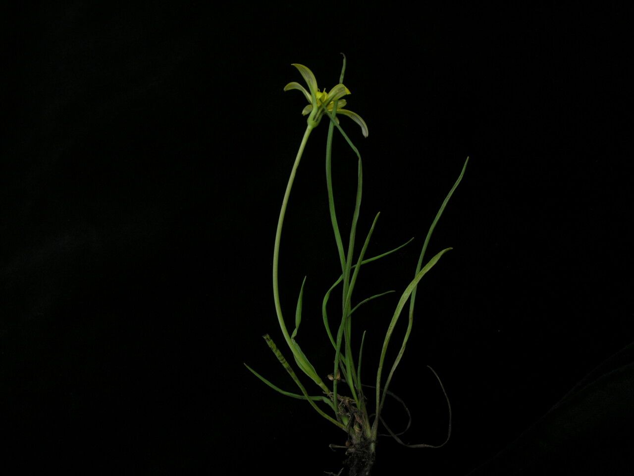 Tragopogon gracilis habit