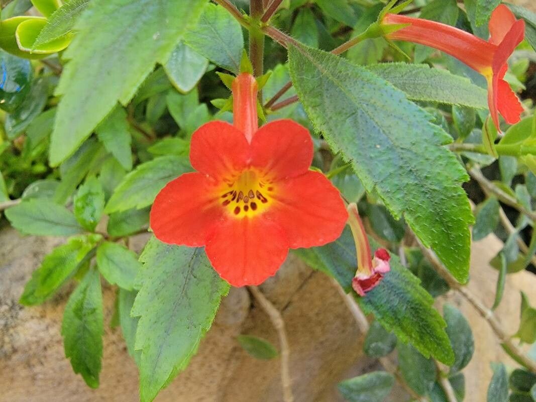 Achimenes heterophylla flower
