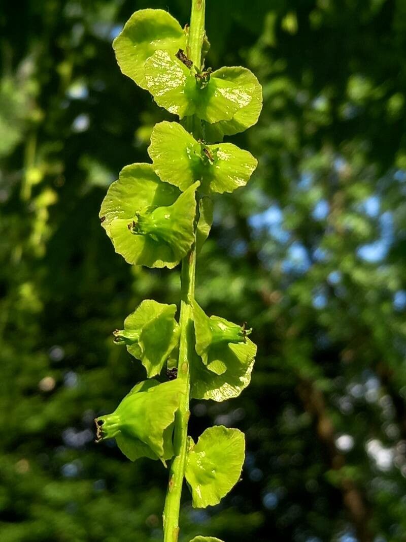 Pterocarya fraxinifolia fruit