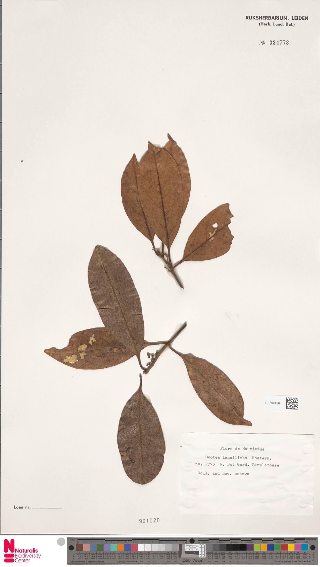 Ocotea lancilimba — houseplant care guide