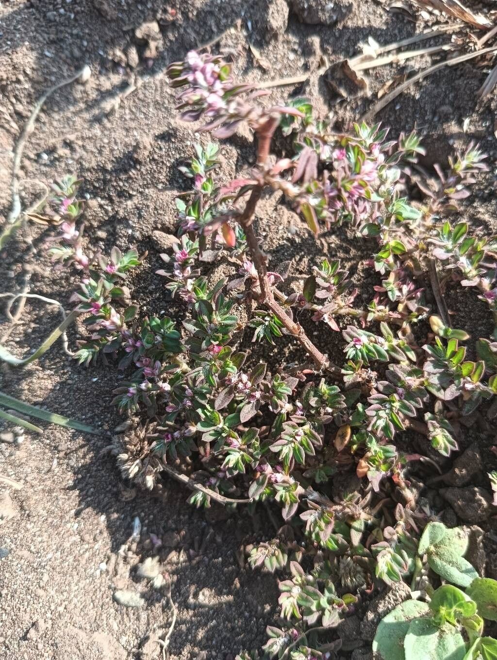 Polygonum plebeium flower