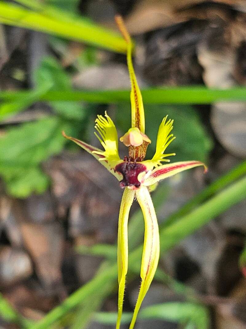 Caladenia brownii — related species from the same genus