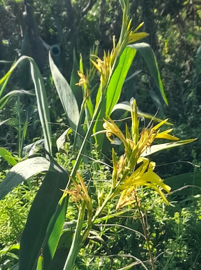 Canna glauca flower