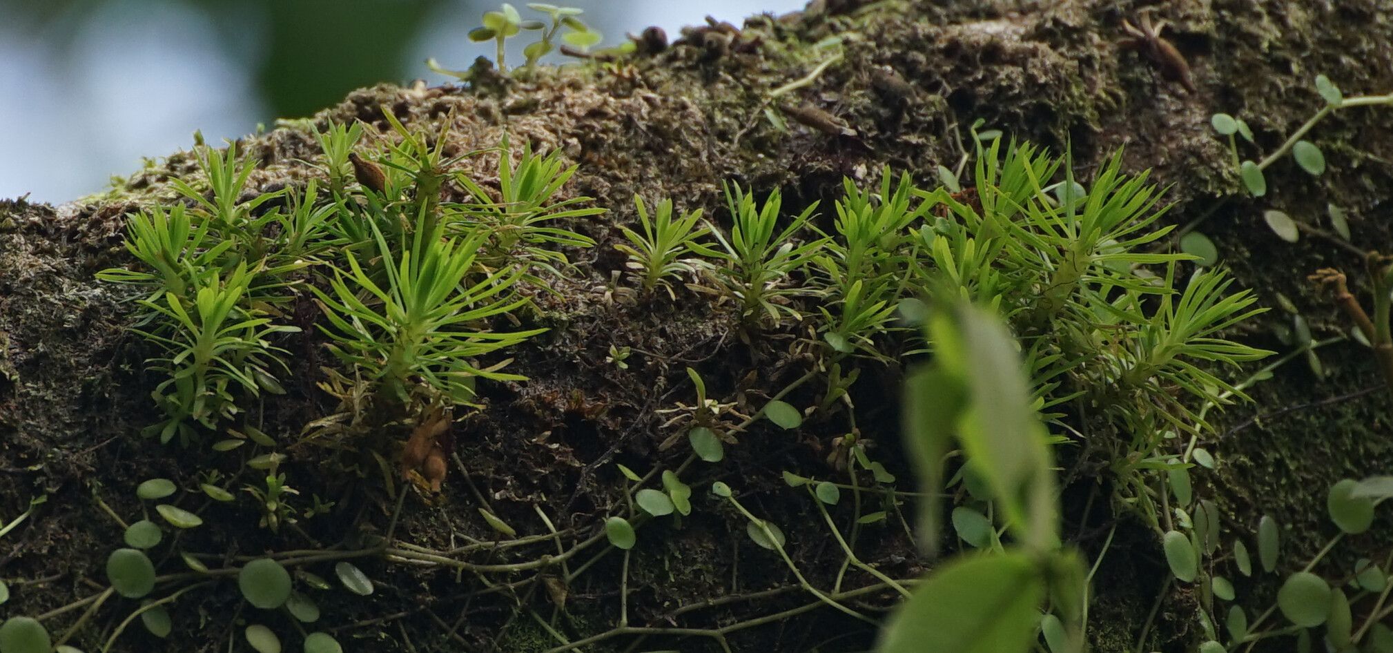 Huperzia taxifolia — search result for 'Huperzia'