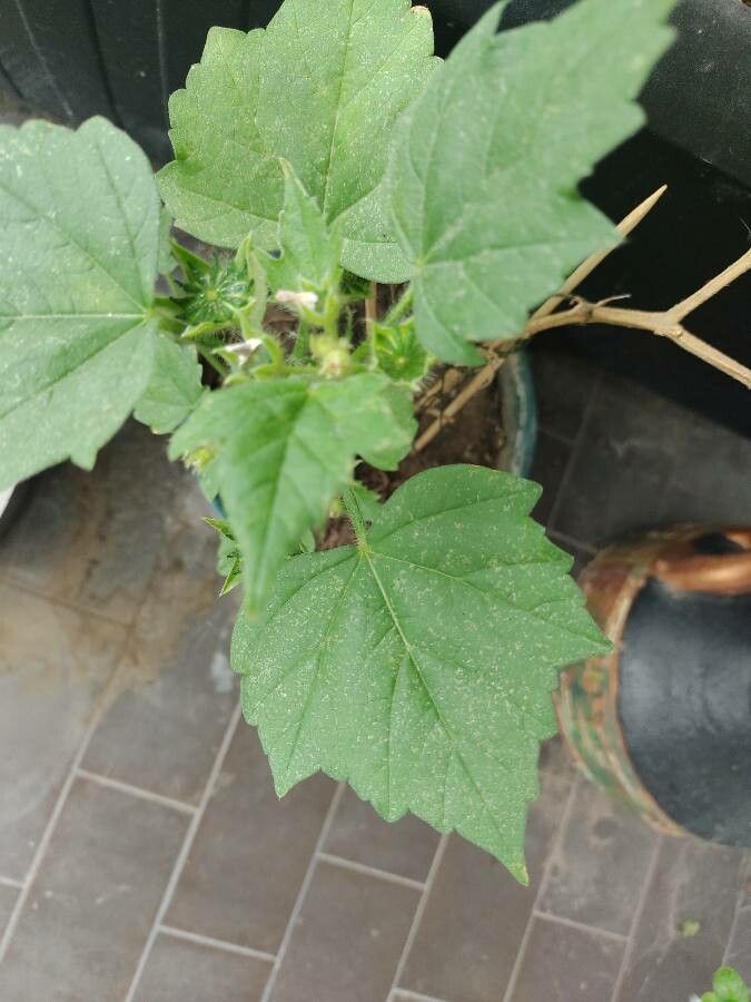 Anoda acerifolia — related species from the same genus