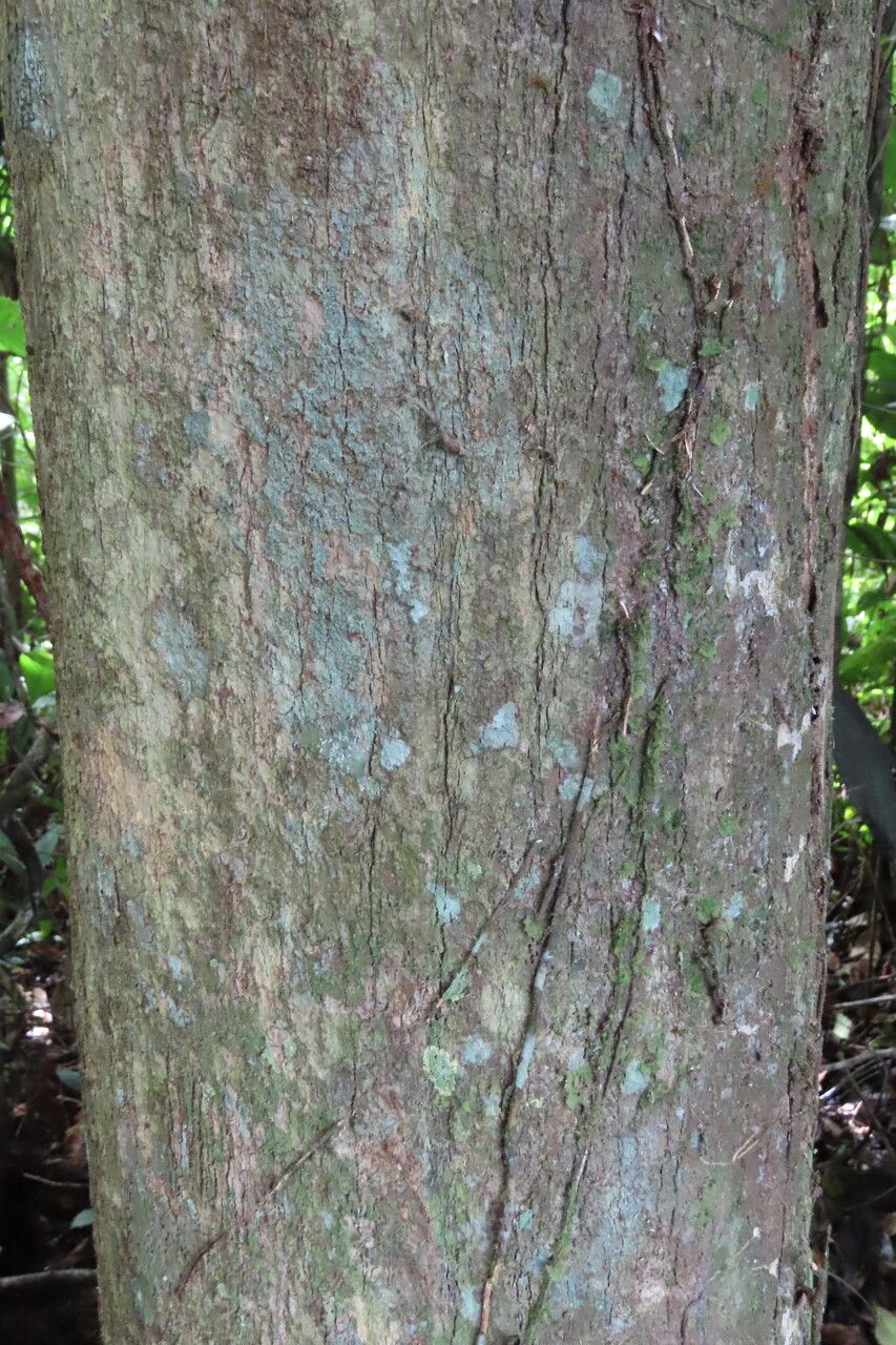 Cordia bicolor bark
