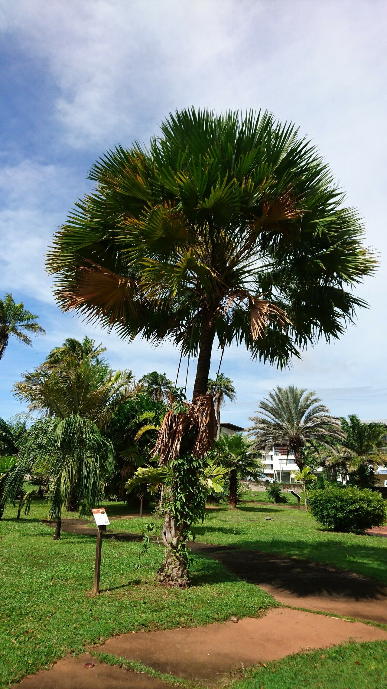 Livistona jenkinsiana — houseplant care guide