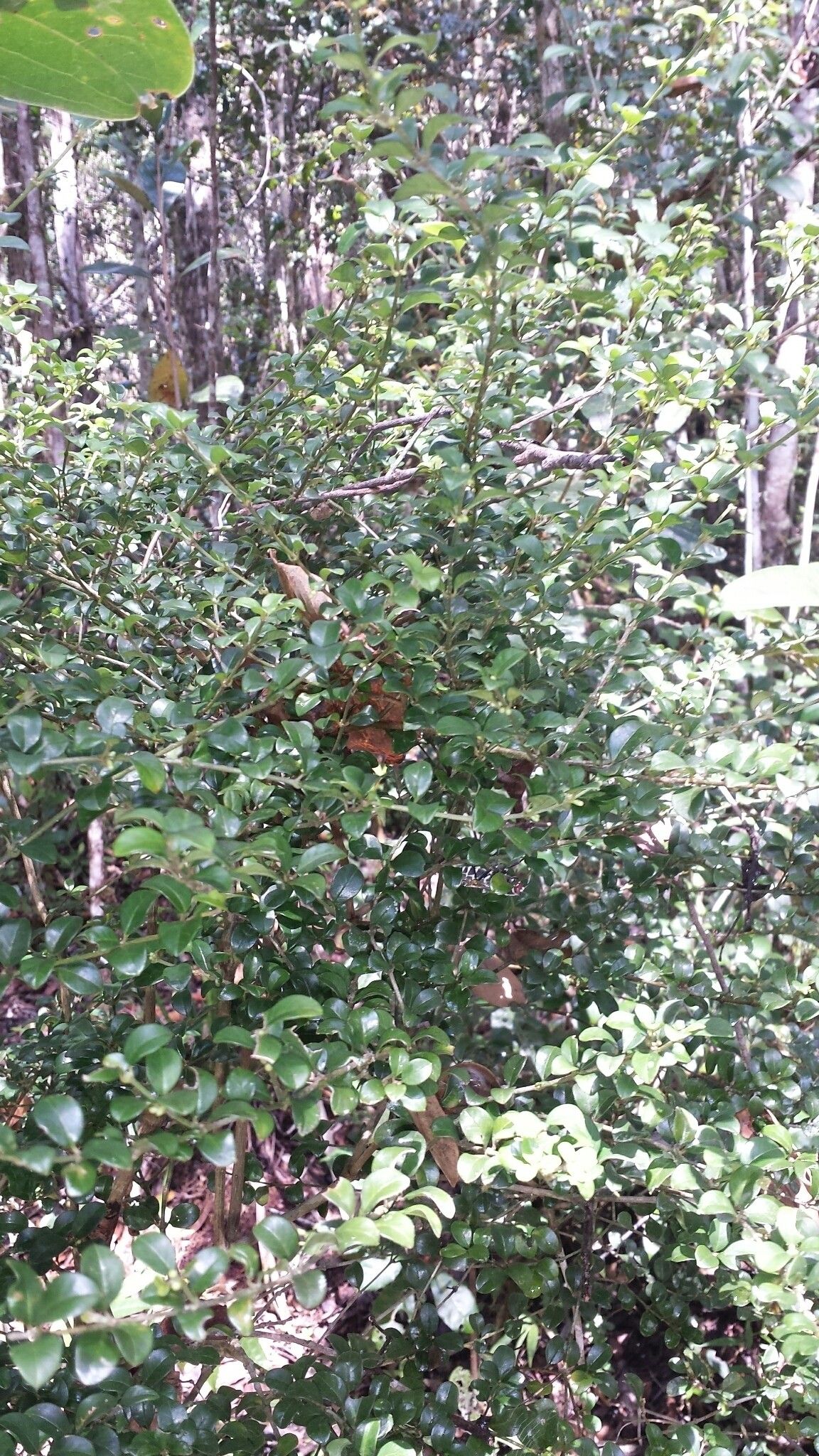 Saldinia myrtilloides habit