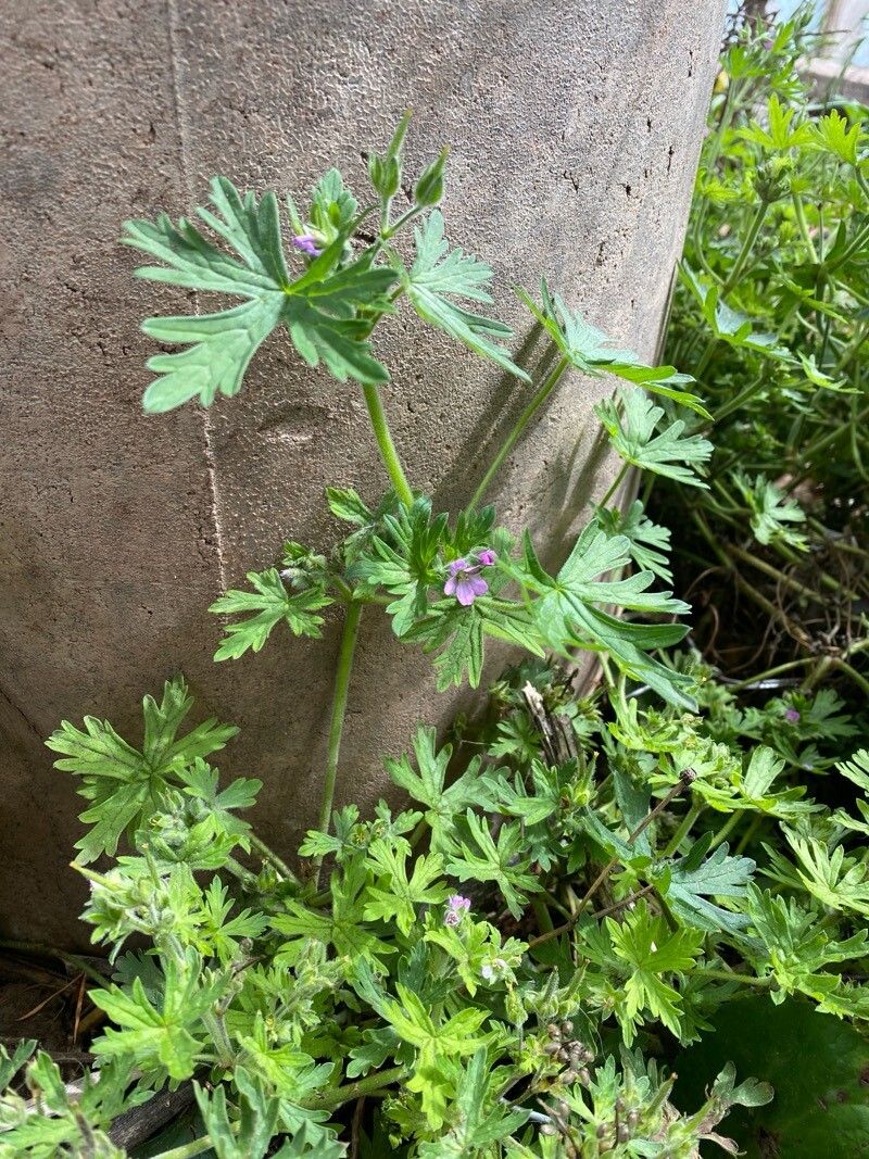 Geranium fallax — houseplant care guide