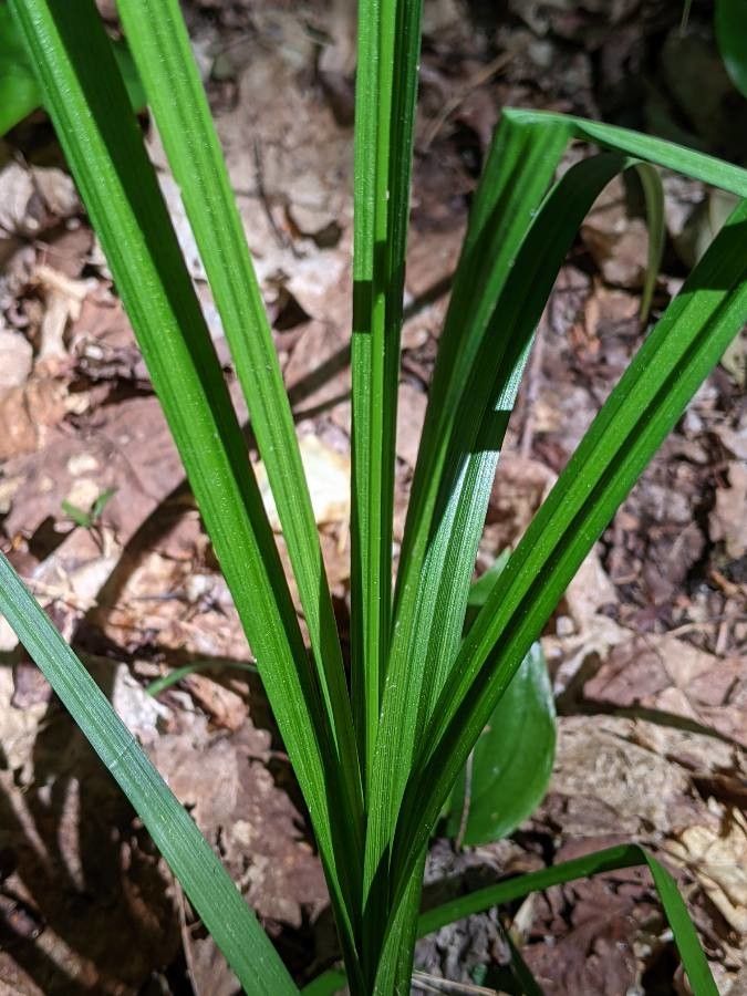 Carex sparganioides — search result for 'Cyperaceae'