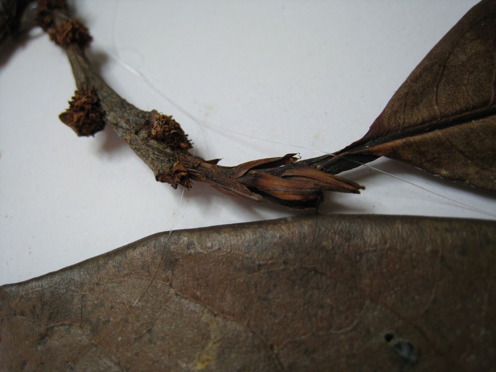 Erythroxylum amplum — related species from the same genus