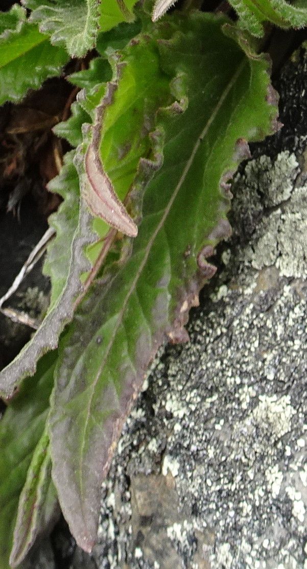 Senecio rhizomatus — search result for 'Senecio'