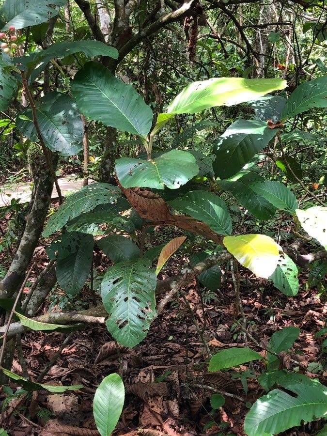 Dillenia suffruticosa leaf