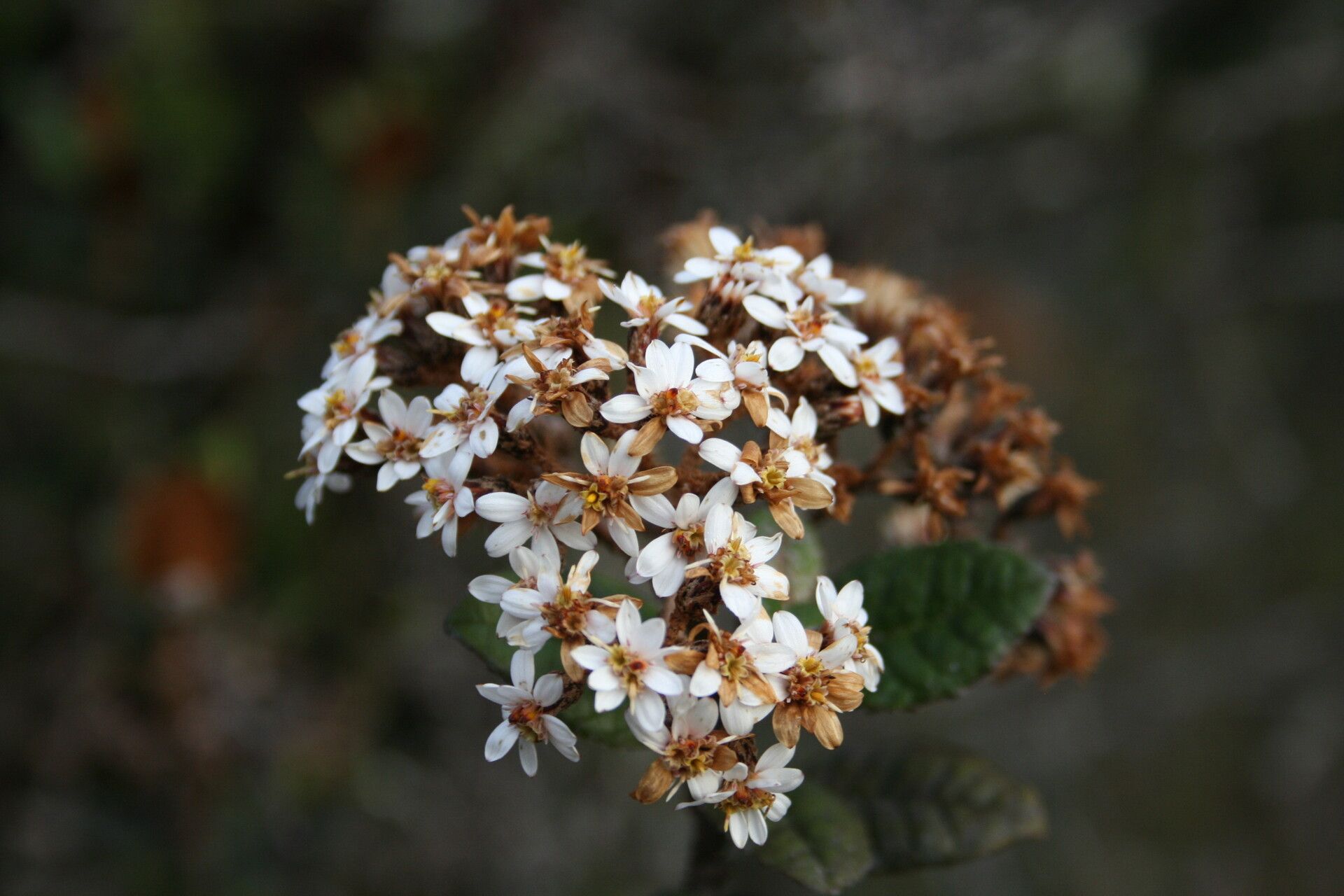 Olearia floccosa flower