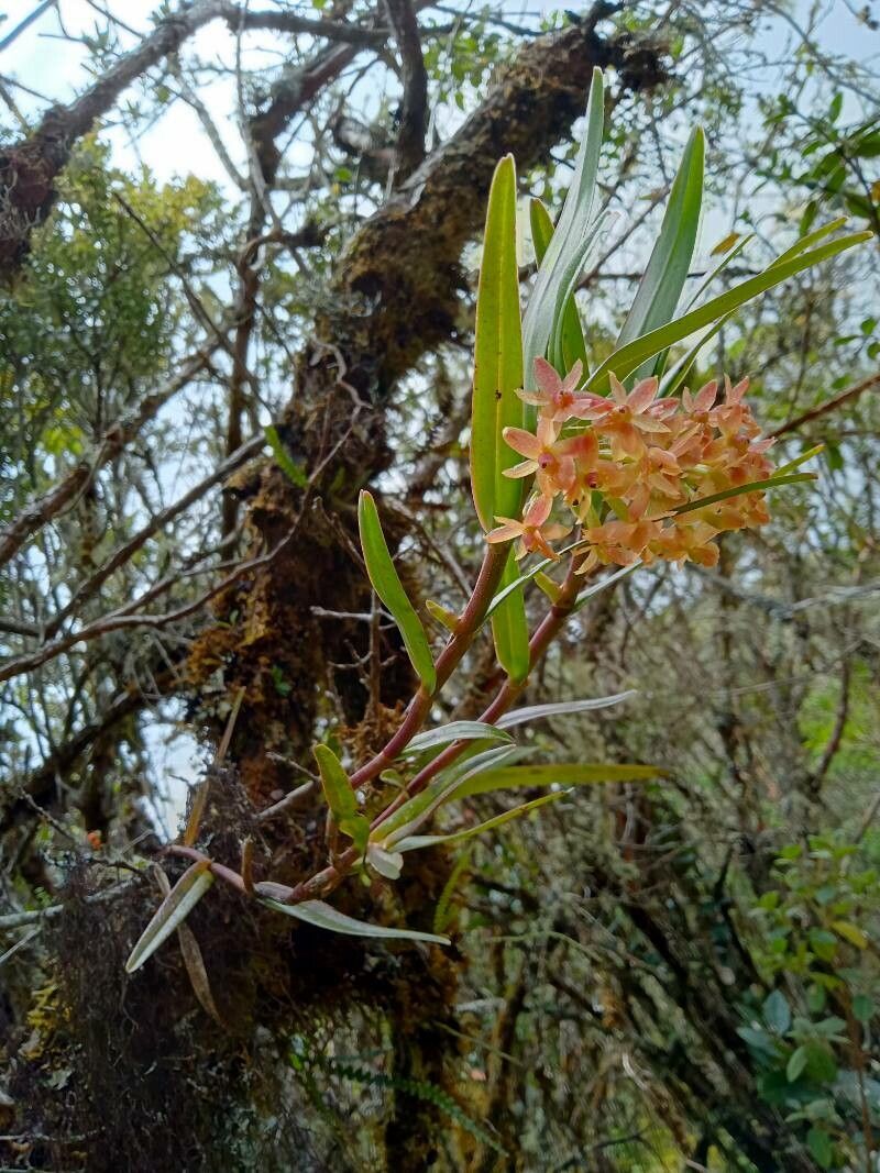 Epidendrum oxysepalum habit