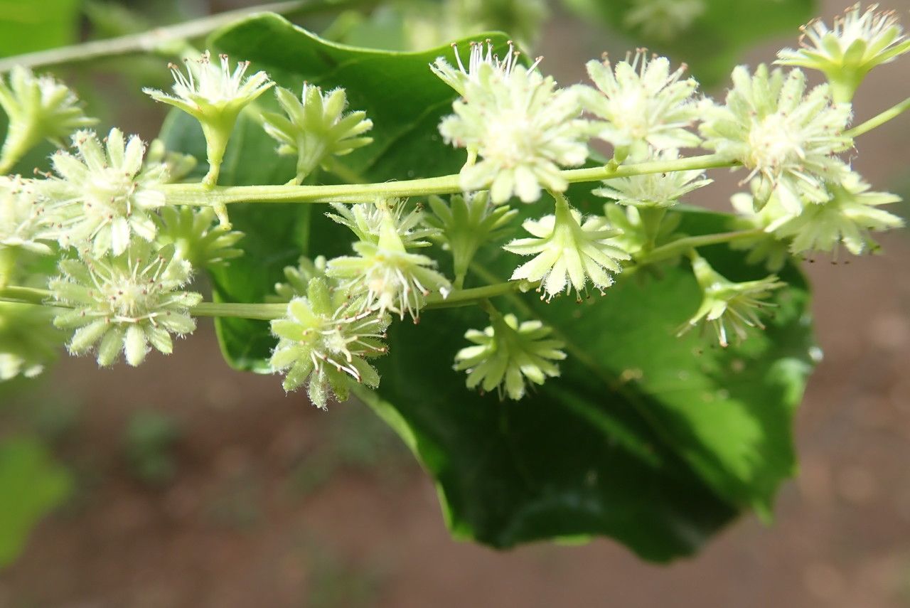 Homalium deplanchei flower