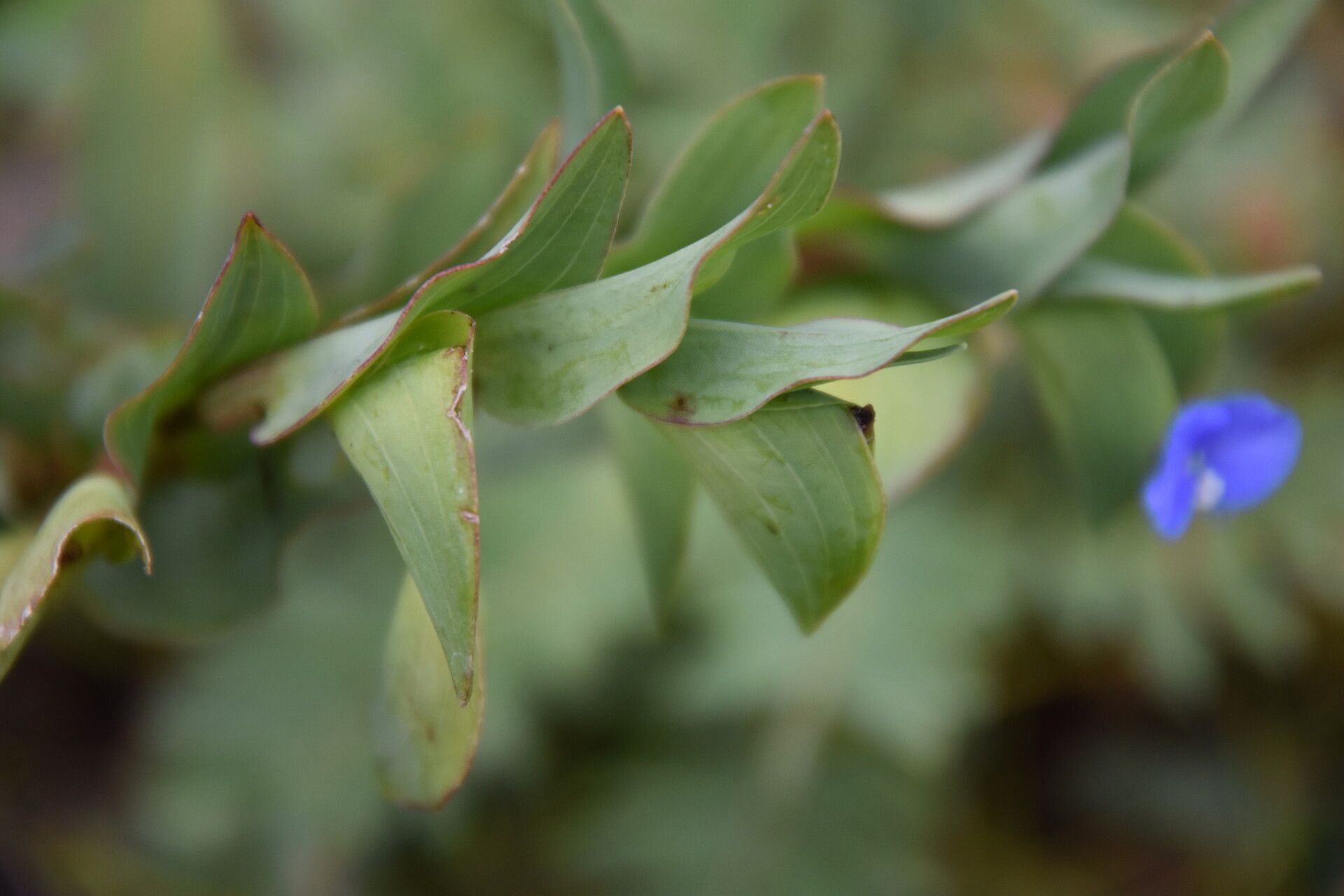 Commelina sphaerorrhizoma — search result for 'Commelina'