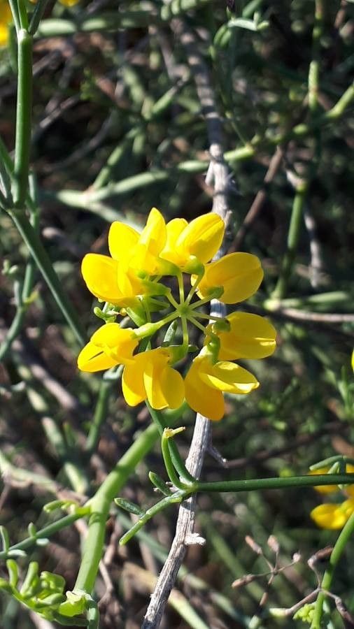 Coronilla juncea flower