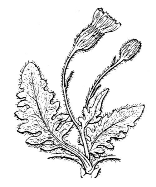 Hieracium kochianum other