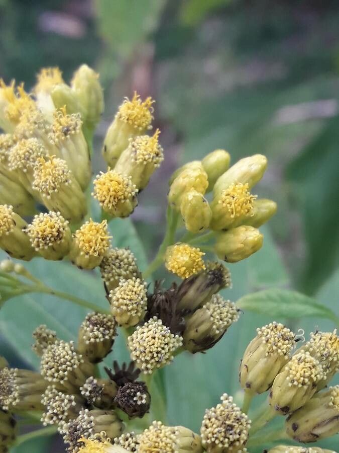 Neurolaena lobata flower