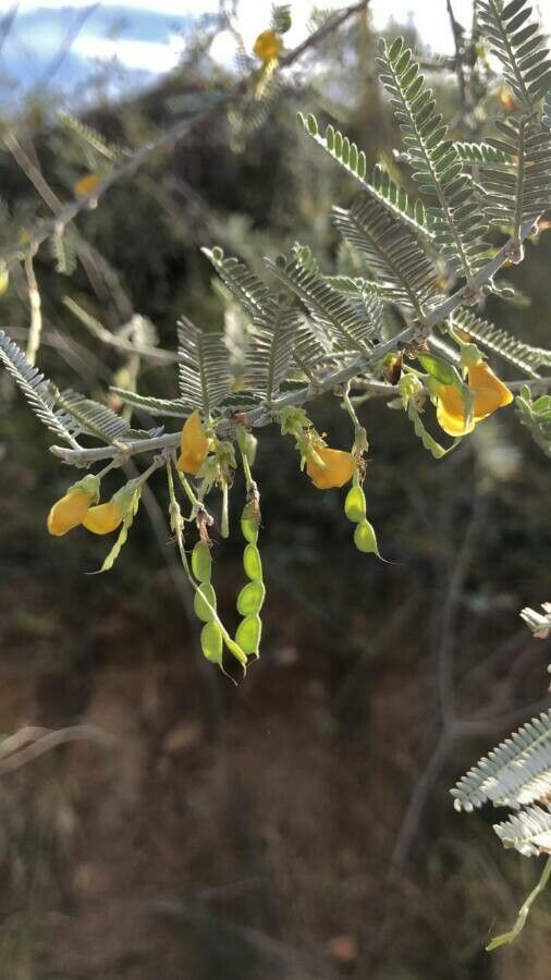 Sesbania sesban flower