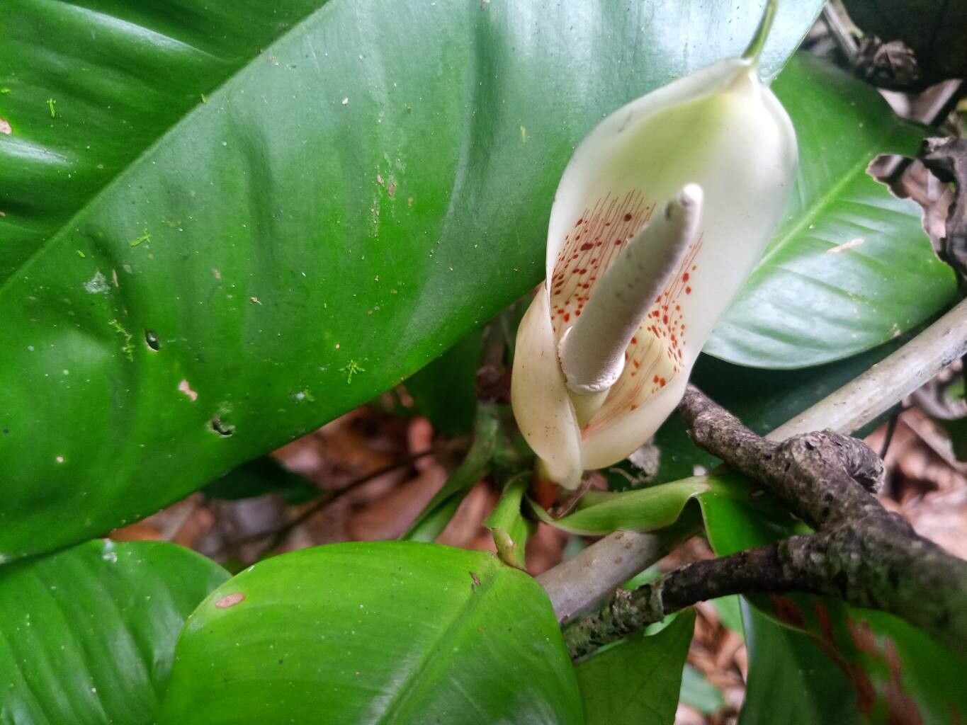 Philodendron rudgeanum flower