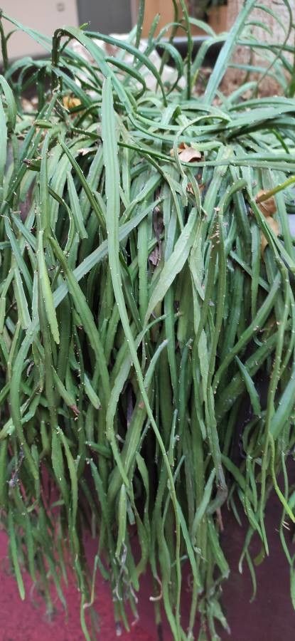 Rhipsalis Boliviana habit