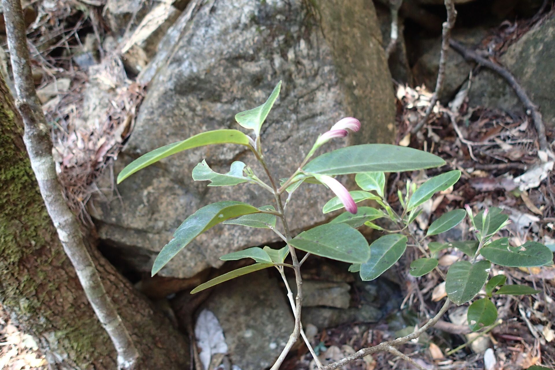 Graptophyllum ophiolithicum flower