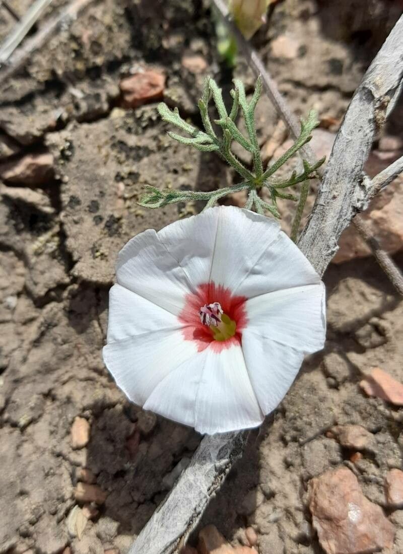 Convolvulus laciniatus flower