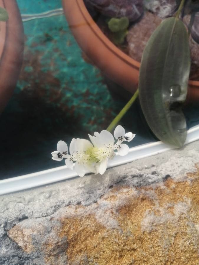 Aponogeton distachyos flower