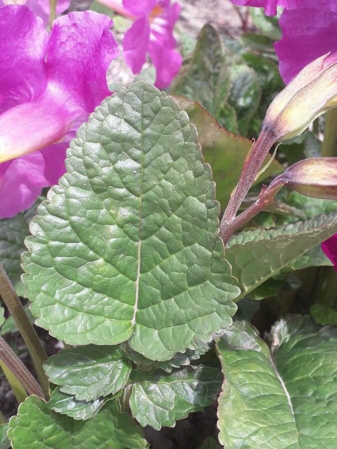 Incarvillea mairei — related species from the same genus