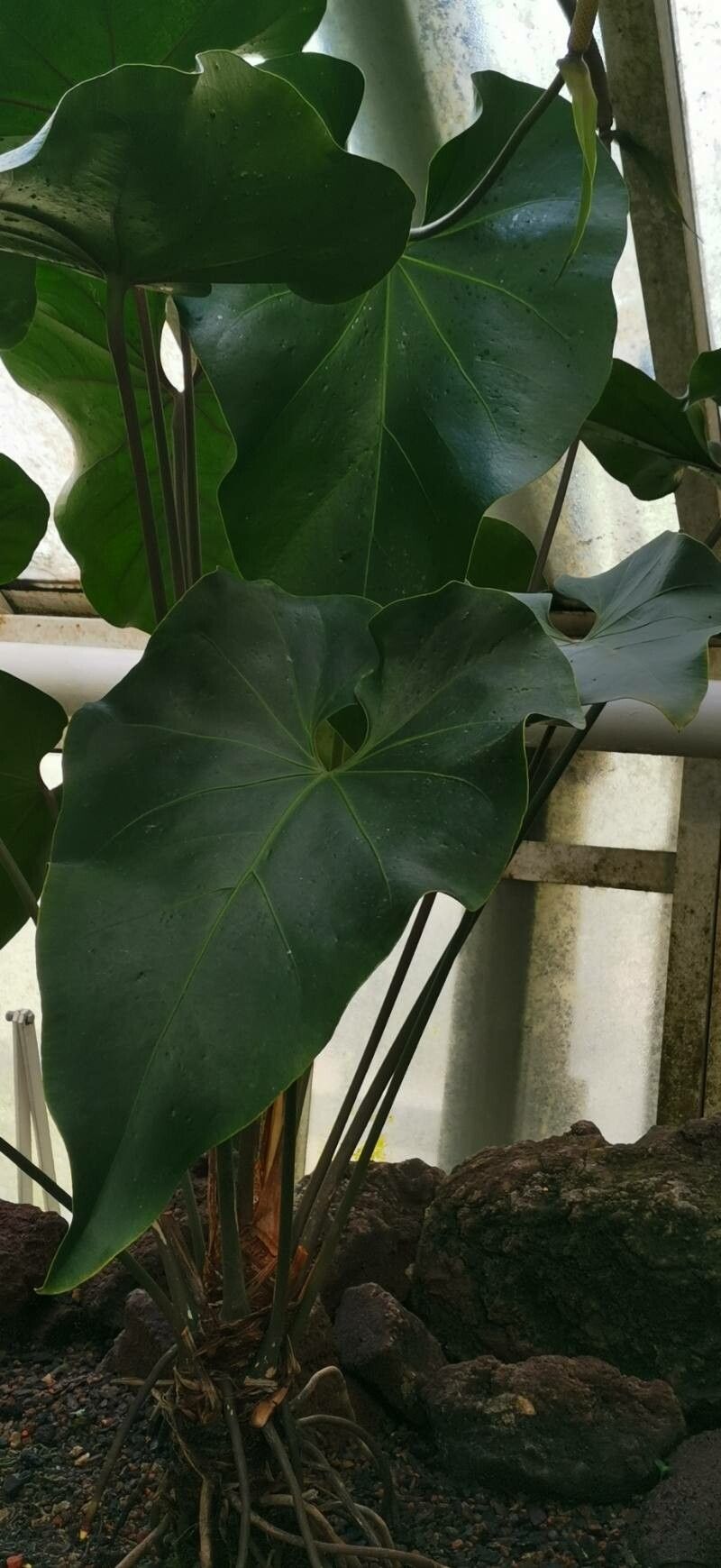 Anthurium sagittatum habit