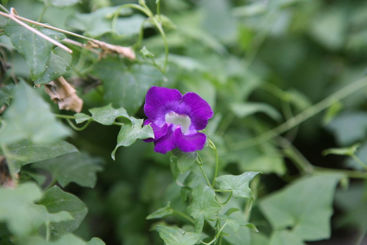 Maurandya barclayana habit