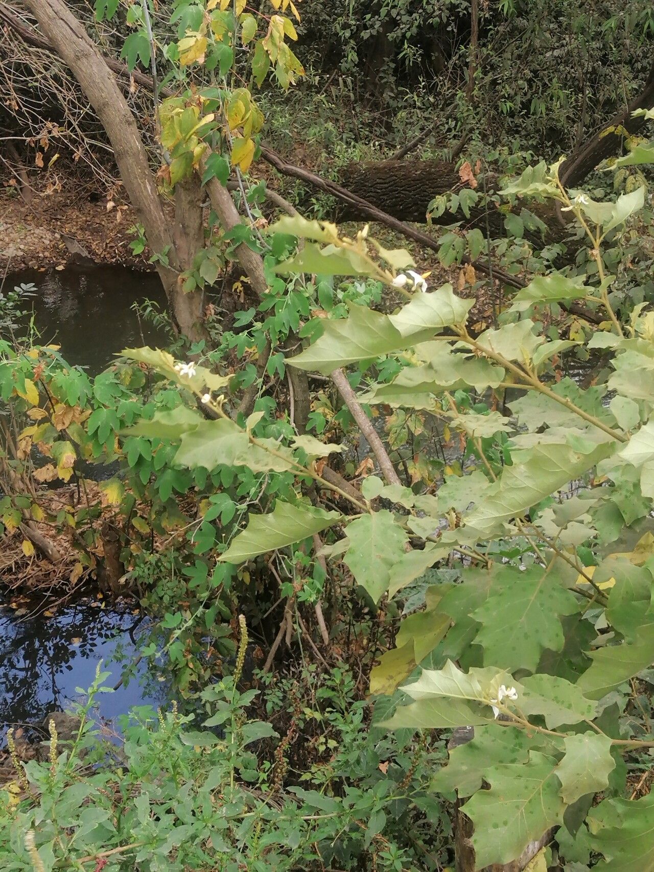 Solanum ferrugineum habit