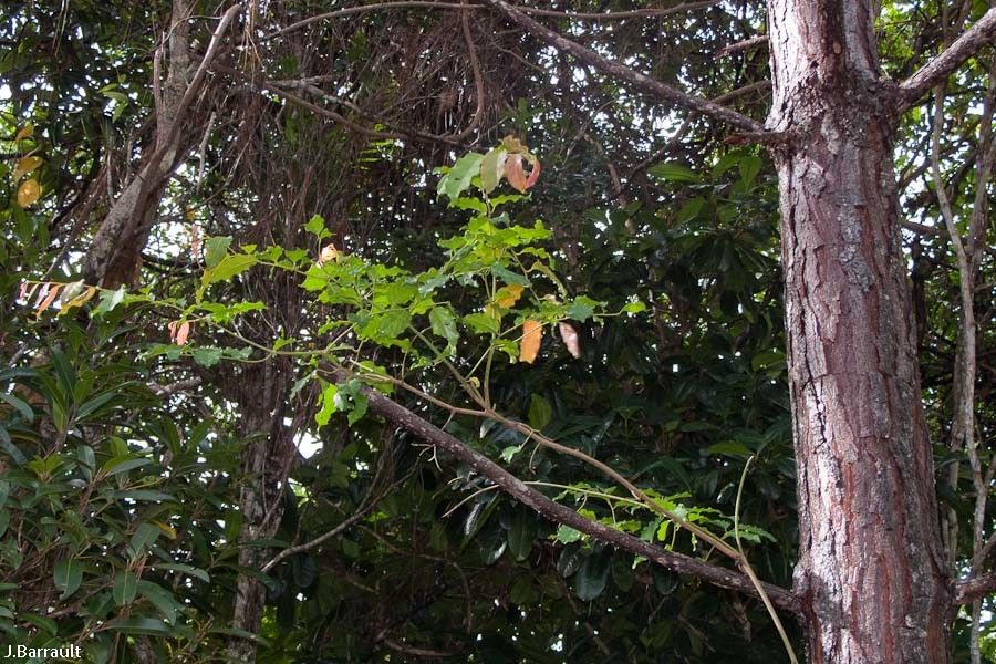 Ventilago neocaledonica bark