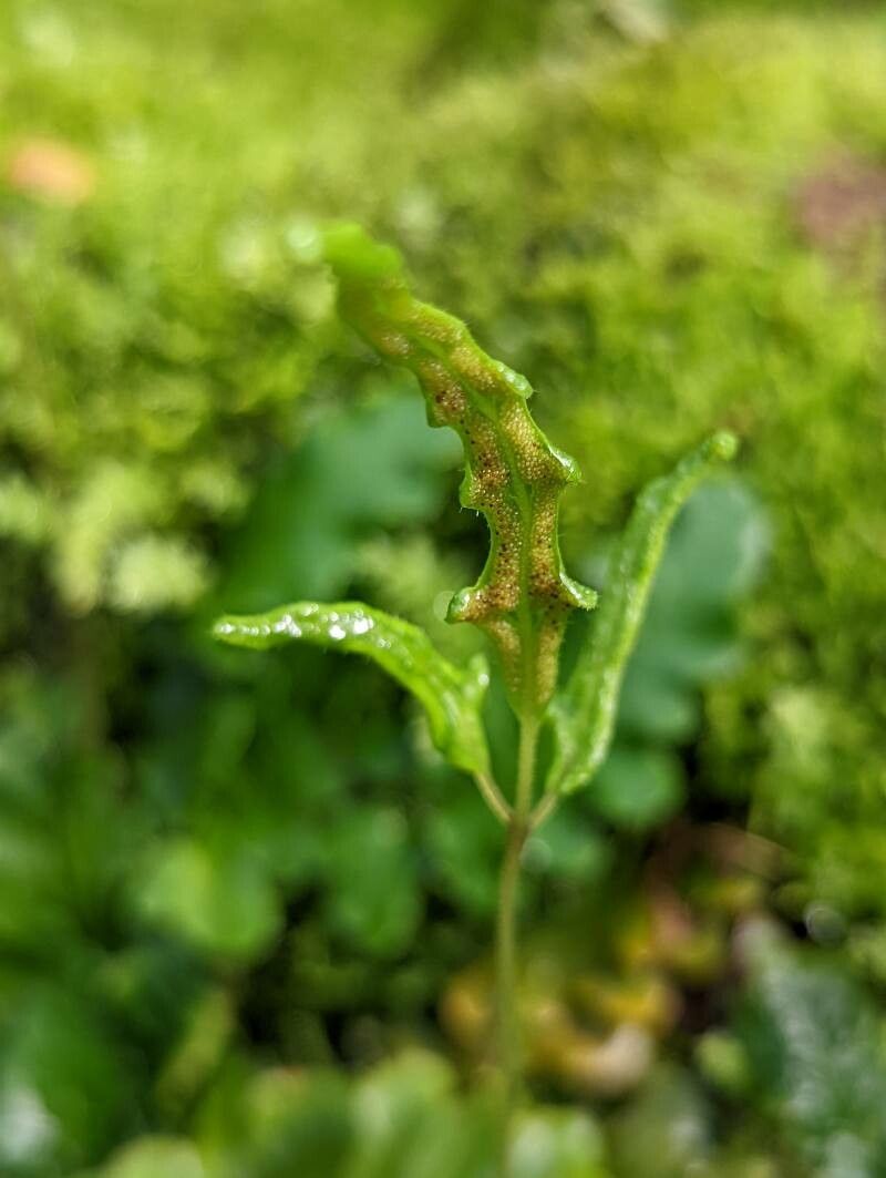 Tectaria zeylanica fruit