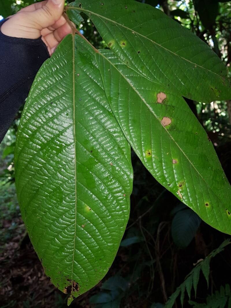 Unonopsis theobromifolia — houseplant care guide