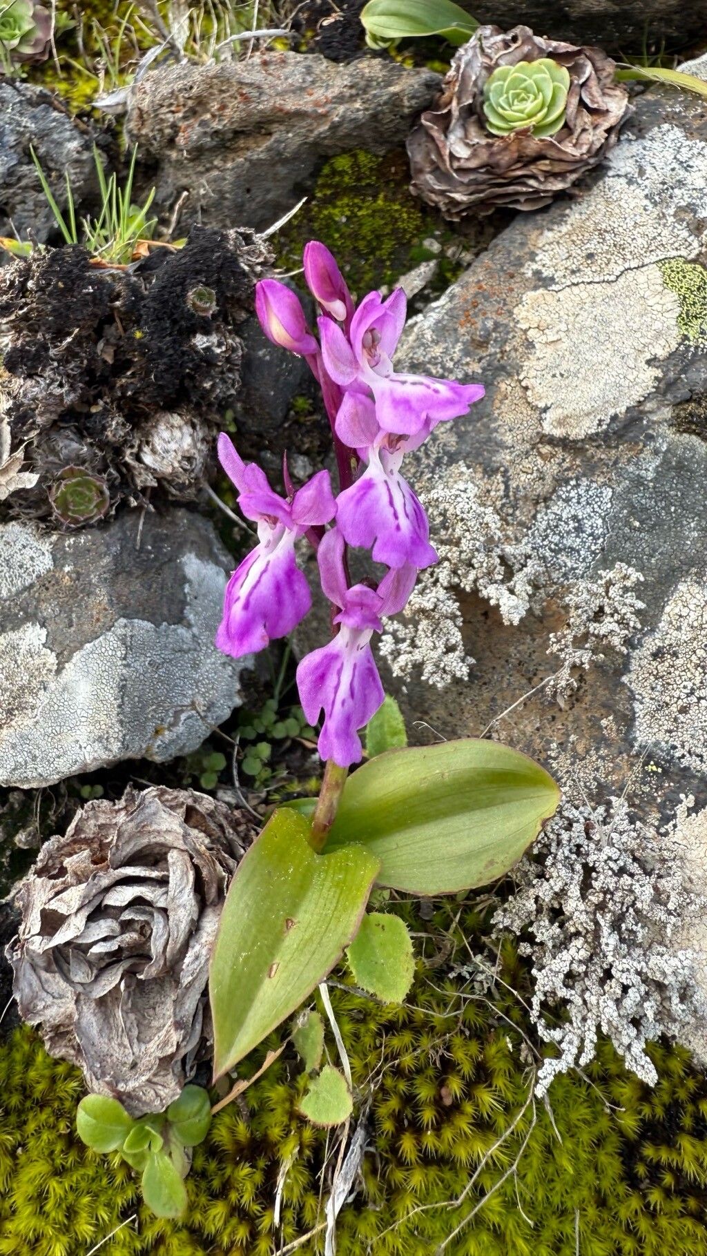 Orchis canariensis — related species from the same genus