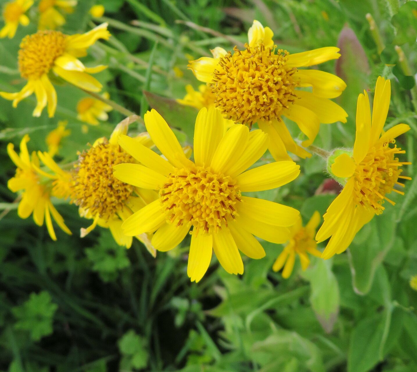 Arnica lonchophylla — search result for 'Arnica'