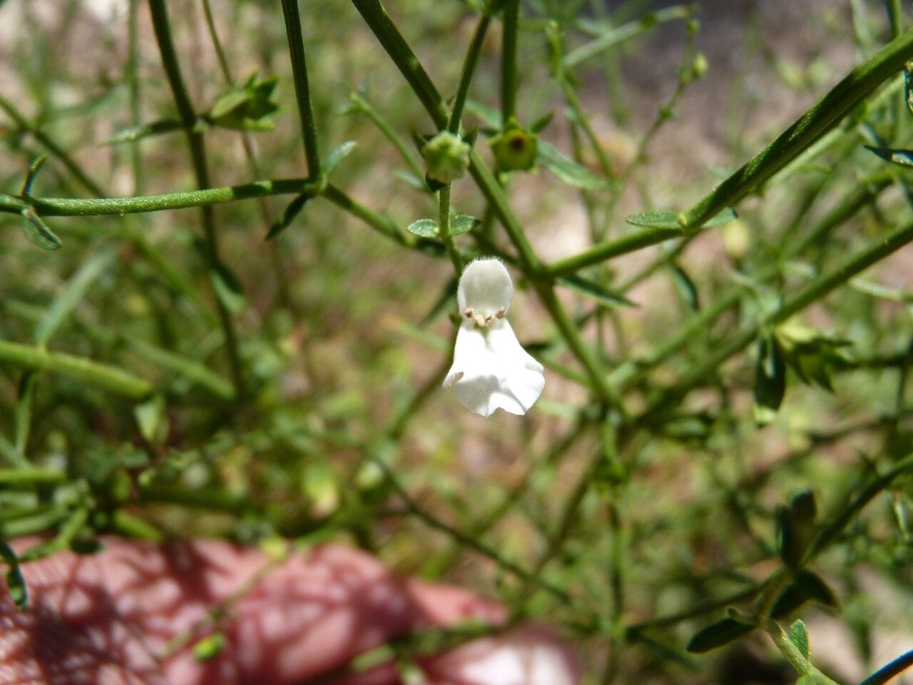 Stachys glutinosa flower