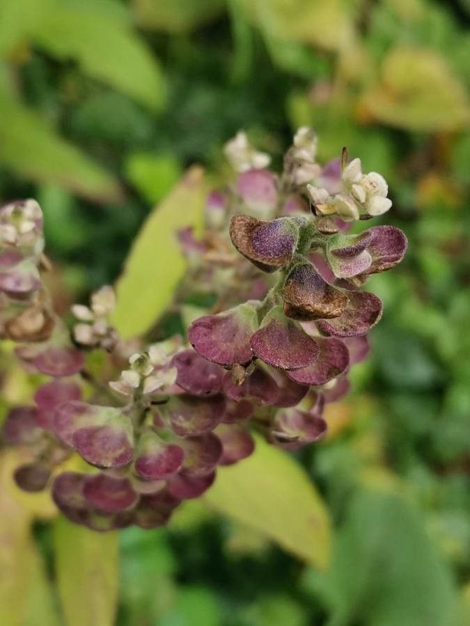 Scutellaria incana fruit