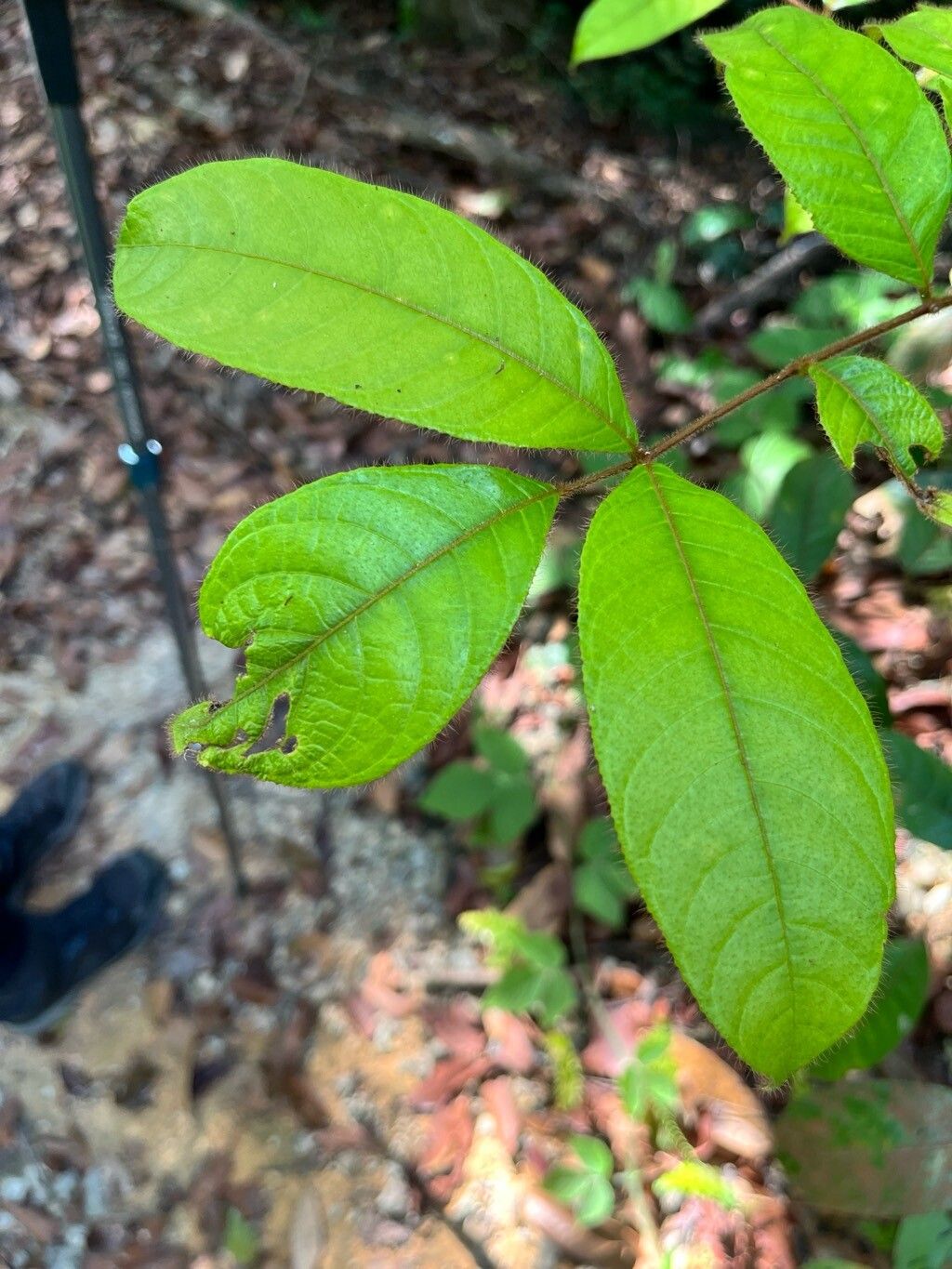 Canarium pilosum — search result for 'Canarium'