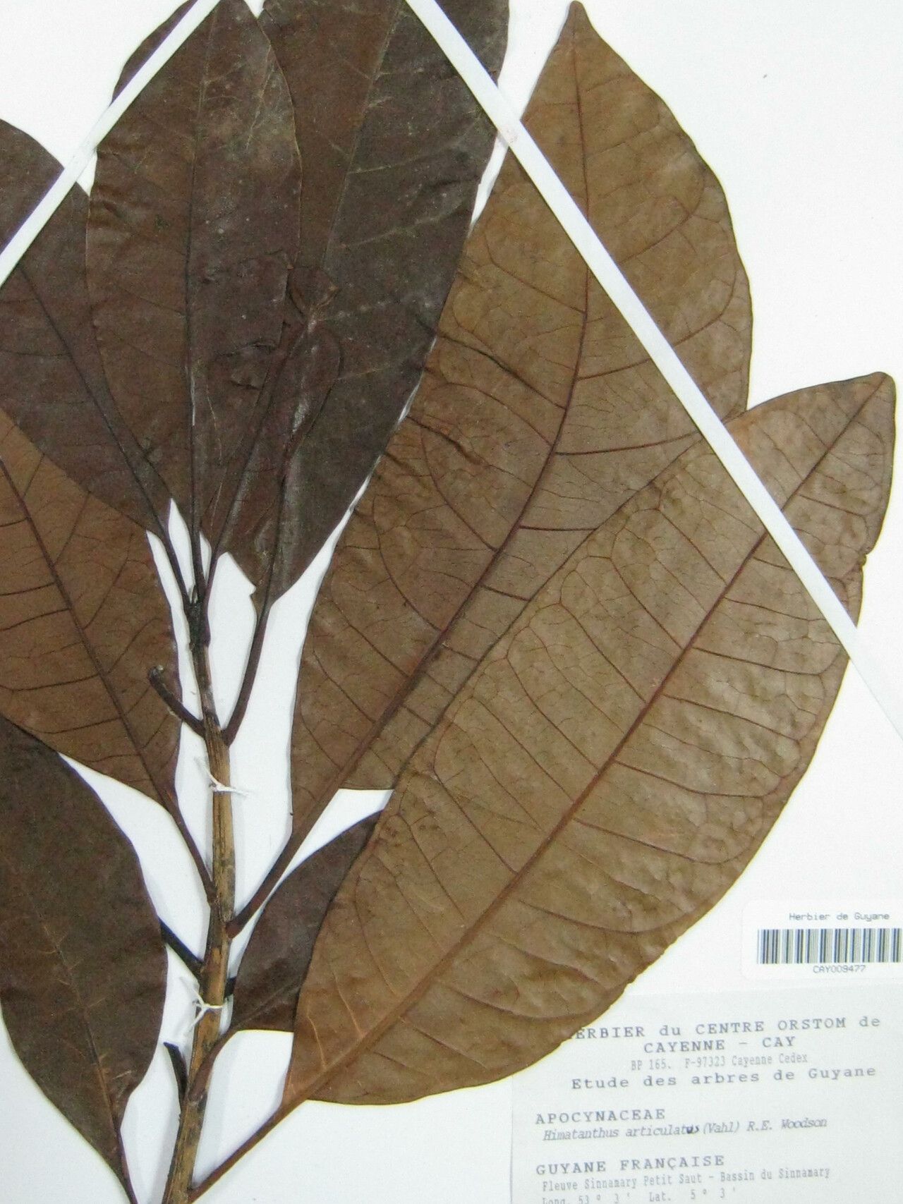 Himatanthus articulatus other