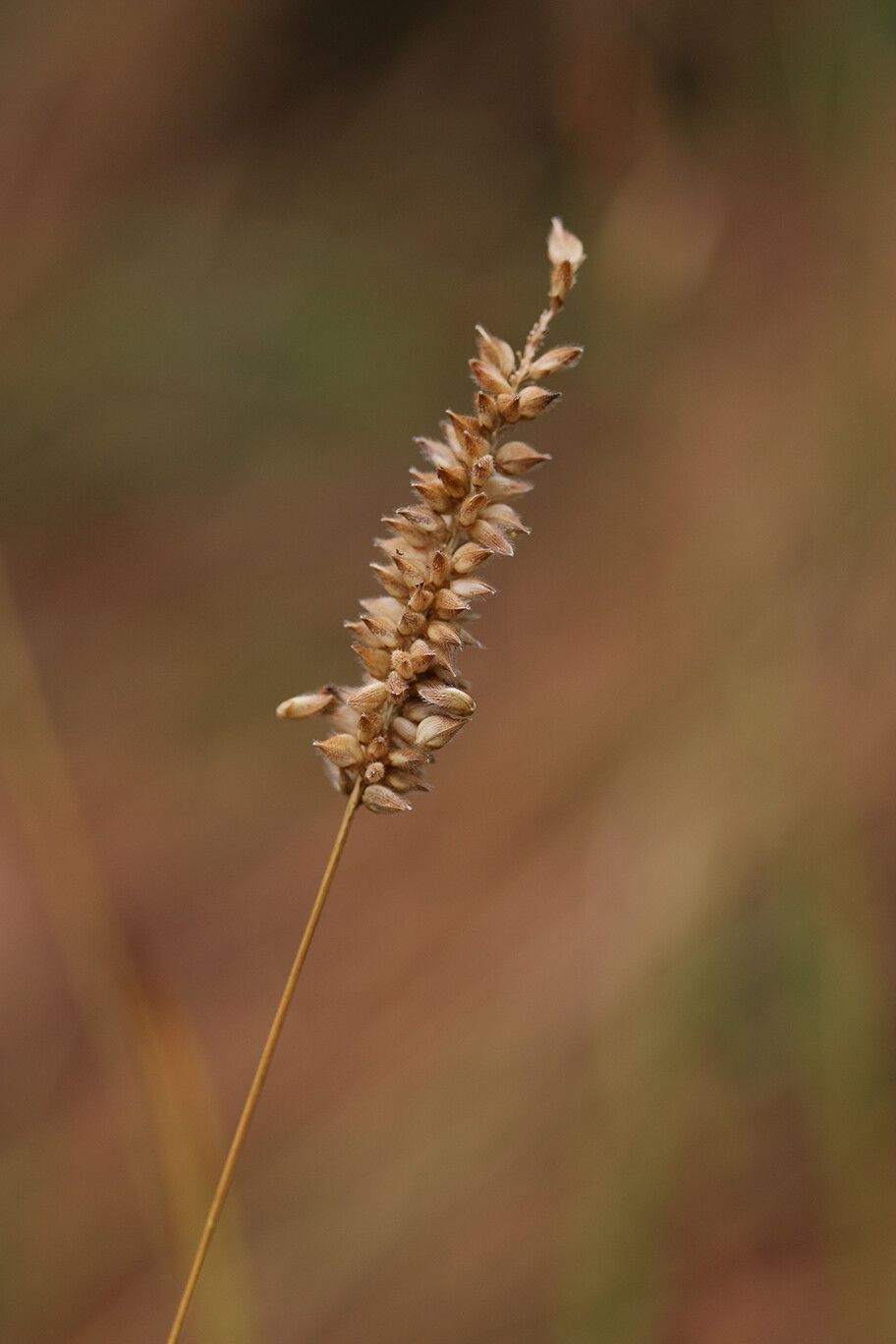 Sacciolepis myosuroides — houseplant care guide